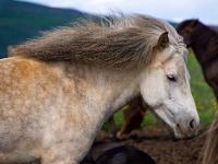 Hellstrukturiertes Islandpferd